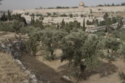 What Happened in the Garden