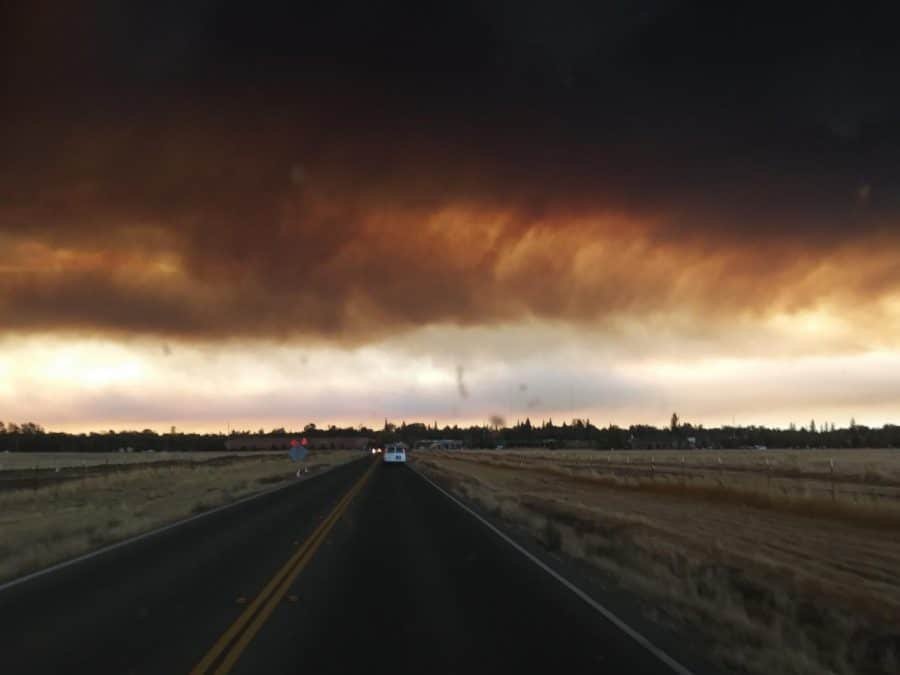 Something’s Rising from These Ashes