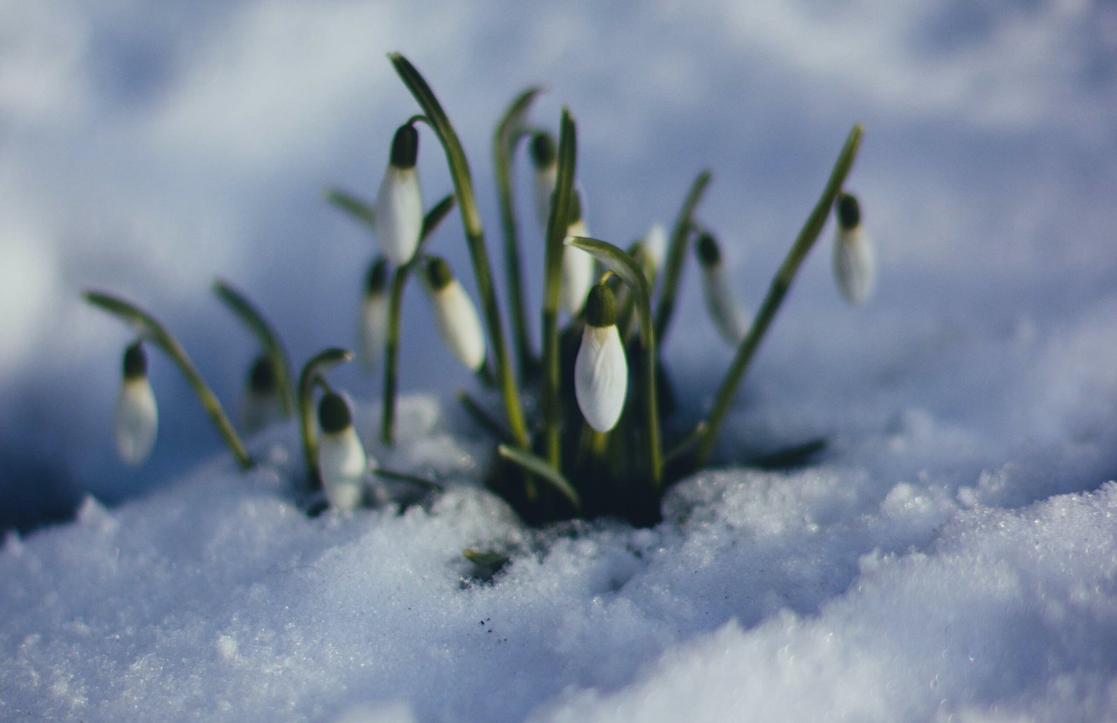 A Glimpse of a Coming Day